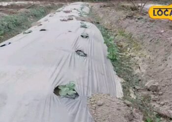 अयोध्या ने बदली गोंडा के इस किसान की किस्मत, धान-गेहूं की जगह उगा रहा ये चीज