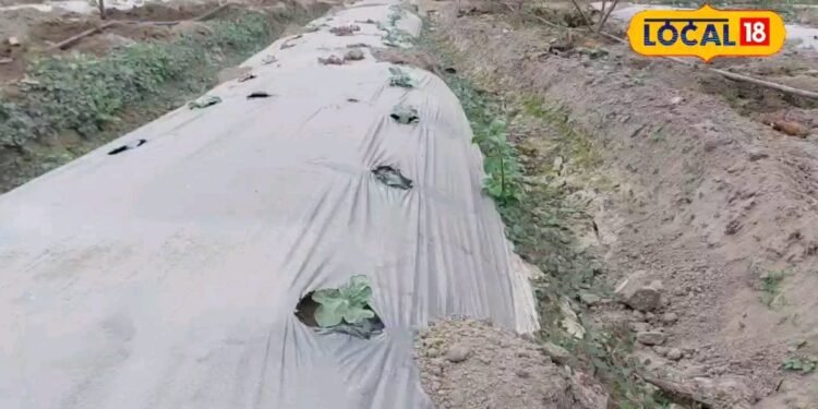 अयोध्या ने बदली गोंडा के इस किसान की किस्मत, धान-गेहूं की जगह उगा रहा ये चीज