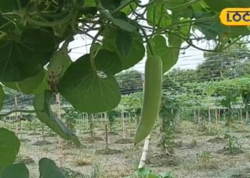 गर्मी में अपनी डाइट में शामिल करें ये खास सब्जी, सेहत को मिलेंगे गजब के फायदे