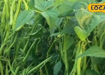 स्वास्थ्य के लिए वरदान है बींस…एनीमिया, डायबिटीज और इंफेक्शन में रामबाण