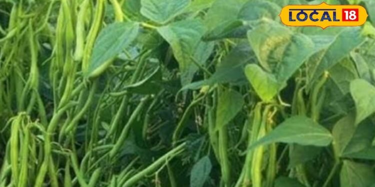 स्वास्थ्य के लिए वरदान है बींस…एनीमिया, डायबिटीज और इंफेक्शन में रामबाण