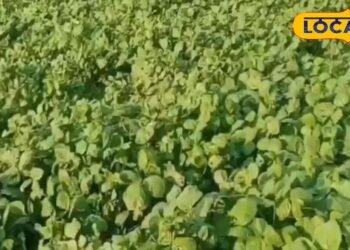 गेहूं की कटाई के तुरंत बाद करें यह खेती, होगी बंपर कमाई