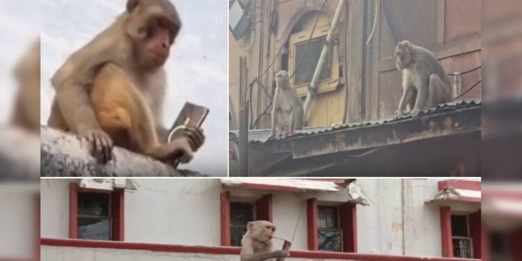 श्रद्धालु का मोबाइल ले गया बंदर, एक ट्रिक से मिल गया वापस – News18 हिंदी