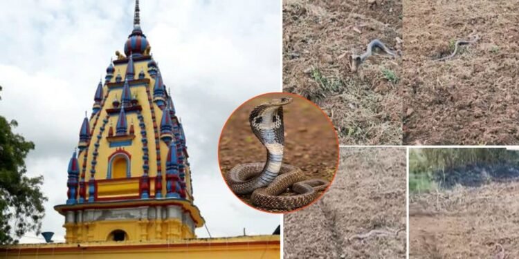 मंदिर के पास खेत में हो रही थी जुताई, अचानक आ गया काला नाग, महंत बनाने लगे वीडियो, फिर हुआ कुछ ऐसा उड़ गए होश – lakhimpur kheri miraculous liloti nath Temple mahant ploughing field near Ashwathama shiva mandir suddenly snake nagraj came in front of tractor know what happened next