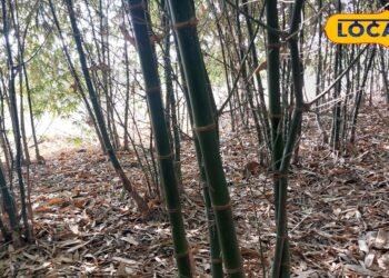 इस खेती में नहीं होगा नुकसान, गोंडा के किसान ने बताया उपाय