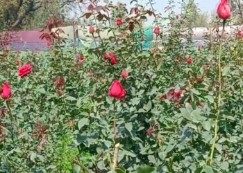 इस किसान की खेती नहीं, कमाई महकती है, गुलाब ने बना दिया सुपरहिट बिज़नेस मॉडल