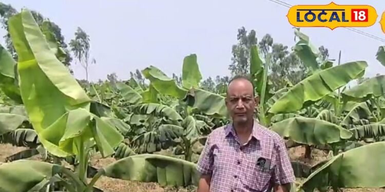 अमेठी के इन किसानों ने बदली खेती की धारा, सुर्खियों ने इनके अनूठे आइडिया