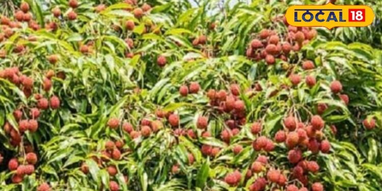 लीची खट्टी है या मीठी…मिनटों में करें पता, अपनाएं ये तरीका, देखते ही खुद उगल देगी सच