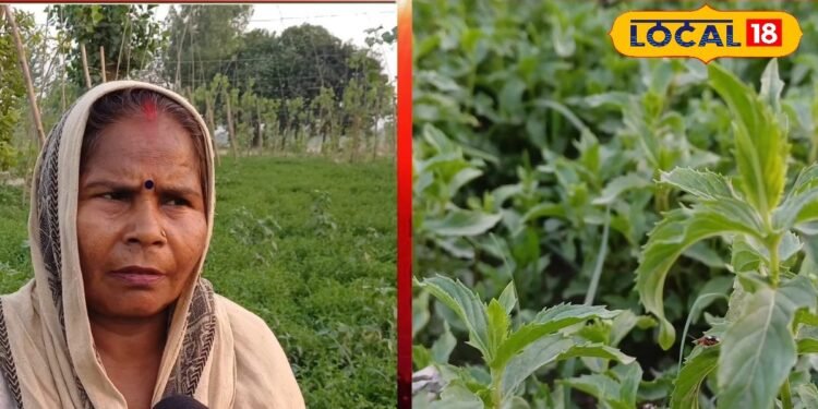 Rampur News : घाटमपुर में बिरमा देवी का जादू…एक बीघे में उगाई ऐसी चीज, हर 15 दिन में छाप रहीं नोट