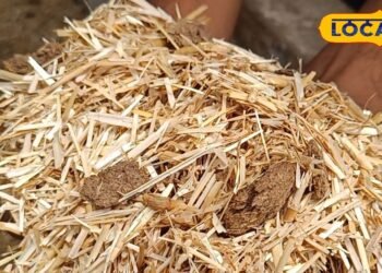 Ground Report : शाहजहांपुर की गौशाला या बूचड़खाना? कुत्ते नोच रहे मृत गोवंश… वायरल वीडियो से उठे कई सवाल