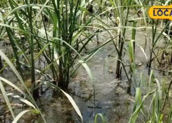 फसल बर्बाद होने का डर खत्म! 17 जून को मेरठ में मिलेगा बाढ़ को मात देने का जादुई फार्मूला