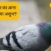 Vastu Tips: घर में कबूतर का होना शुभ है या अशुभ, जानिए अयोध्या के ज्योतिष
