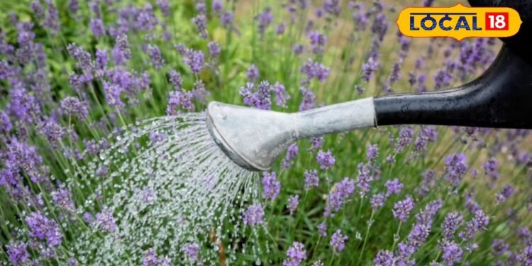 मानसून में सुरक्षा कवच…. घर के पास लगा दें ये 5 पौधे! भाग जाएंगे जहरीले सांप-बिच्छू, जानें और फायदे