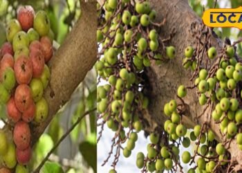 Health Benefits: खूनी बवासीर से लेकर लीवर की बीमारी तक…इस पेड़ में छुपा है हर मर्ज का इलाज! ऐसे करें इस्तेमाल