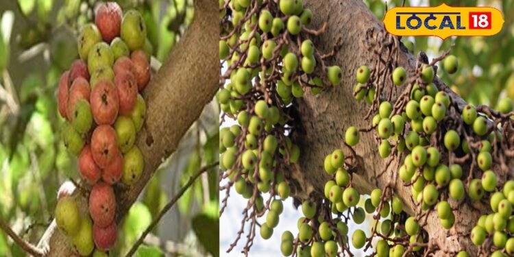 Health Benefits: खूनी बवासीर से लेकर लीवर की बीमारी तक…इस पेड़ में छुपा है हर मर्ज का इलाज! ऐसे करें इस्तेमाल