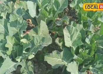 नवंबर नहीं, भारी बारिश के बीच लगा दें फूलगोभी की फसल….65 दिनों में हो जाएंगे मालामाल