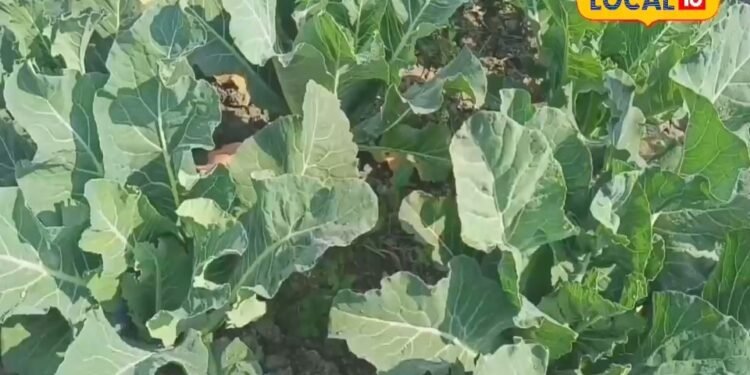 नवंबर नहीं, भारी बारिश के बीच लगा दें फूलगोभी की फसल….65 दिनों में हो जाएंगे मालामाल