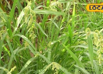 सावा, कोदो, रागी खाने से कैंसर, डायबिटीज जैसी बीमारियों में फायदेमंद- हिमाचल प्रदेश न्यूज़