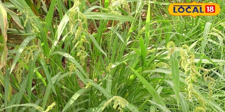 सावा, कोदो, रागी खाने से कैंसर, डायबिटीज जैसी बीमारियों में फायदेमंद- हिमाचल प्रदेश न्यूज़