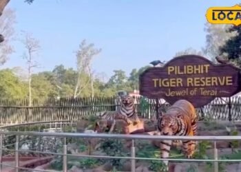 Global Tiger Day: तीन दशक की जद्दोजहद के बाद चमका पीलीभीत का जंगल, मिला टाइगर रिजर्व का दर्जा