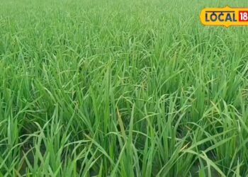 धान की फसल में डाल दें इन 2 दवाओं का खास कॉम्बिनेशन… छूमंतर हो जाएंगे चौड़ी पत्ते वाले खरपतवार