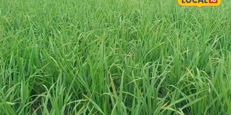धान की फसल में डाल दें इन 2 दवाओं का खास कॉम्बिनेशन… छूमंतर हो जाएंगे चौड़ी पत्ते वाले खरपतवार