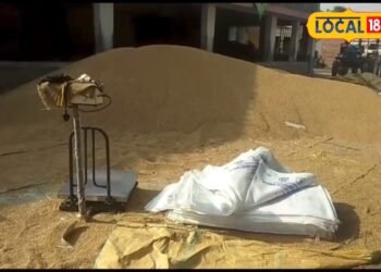 बरसात में गेहूं का वजन बढ़ाने वाला ये देसी तरीका… कर देगा किसानों को कंगाल! भूलकर भी न करें ट्राई – Uttar Pradesh News