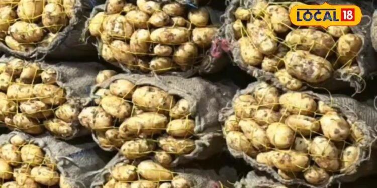 If you also want to sow potatoes early, then keep these things in mind, you will get double profit – Uttar Pradesh News
