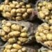 If you also want to sow potatoes early, then keep these things in mind, you will get double profit – Uttar Pradesh News