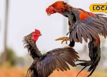 बेहद लड़ाकू मुर्गी, 100 रुपए में एक अंडा….. बस यह छोटा सा काम करें और बनें करोड़पति, जानें पूरा तरीका