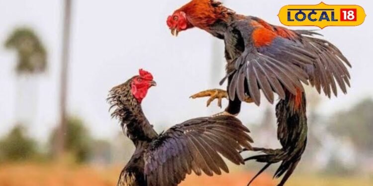 बेहद लड़ाकू मुर्गी, 100 रुपए में एक अंडा….. बस यह छोटा सा काम करें और बनें करोड़पति, जानें पूरा तरीका