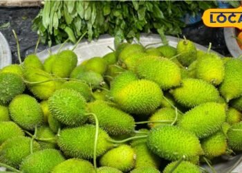 कई रोगों की काल है ये कांटेदार सब्जी, पेट की चर्बी पिघलाने में असरदार; जानें चमत्कारी फायदे – Uttar Pradesh News