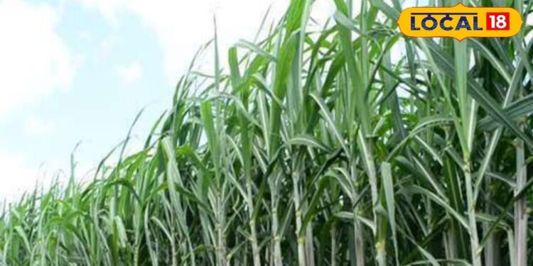 Agriculture: गन्ने की पत्तियां पड़ रही हैं काली? तो समझ लीजिए इस कीट की हो गई है एंट्री, तुरंत अपनाएं ये उपाय