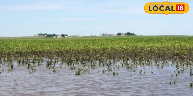 बाढ़ वाले खेतों में खेती से पहले किसान रखें इन बातों का ध्यान, बंपर होगा उत्पादन, एक्सपर्ट से जानें ये टिप्स