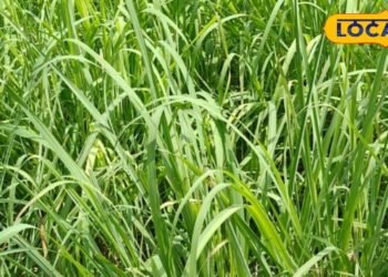 Kannauj News: एक बार लगाएं, 6 साल तक मुनाफा कमाएं! इस खेती ने बदली कन्नौज के किसानों की तकदीर