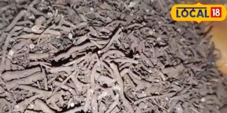 आयुर्वेद का खजाना! एक जड़ी-बूटी… और असर चमत्कारी, बवासीर-खांसी से लेकर अस्थमा तक में देती है राहत – Uttar Pradesh News