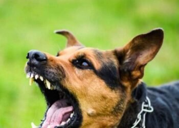 विश्व पैरा एथलेटिक्स में कीनिया-जापान कोच को कुत्तों ने काटा