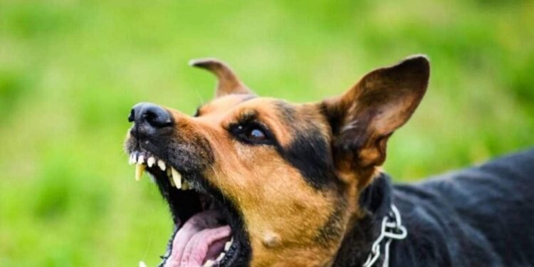 विश्व पैरा एथलेटिक्स में कीनिया-जापान कोच को कुत्तों ने काटा