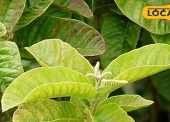 फल ही नहीं इसके पत्ते भी हैं फायदेमंद, सुबह खाली पेट चबाकर खाएं, शरीर को मिलेंगे हैरान करने वाले फायदे – Uttar Pradesh News