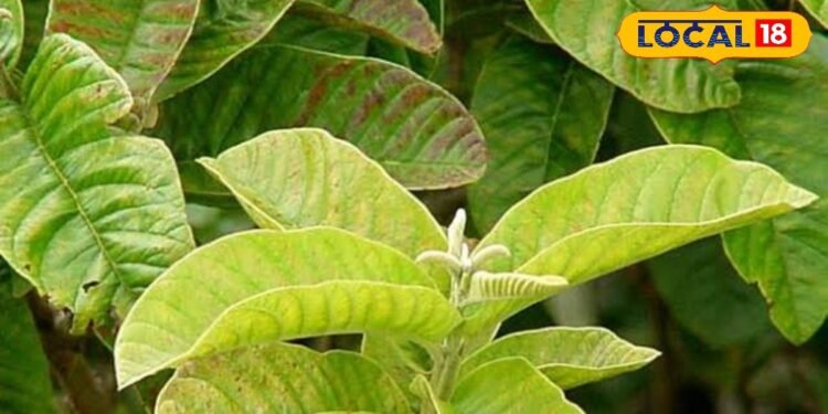 फल ही नहीं इसके पत्ते भी हैं फायदेमंद, सुबह खाली पेट चबाकर खाएं, शरीर को मिलेंगे हैरान करने वाले फायदे – Uttar Pradesh News