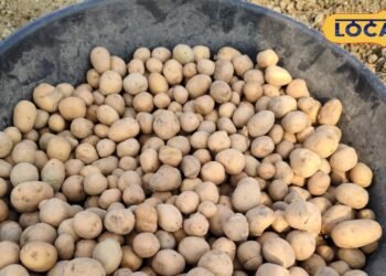 Sultanpur News:सुल्तानपुर के किसानों को इस दिन से बंटेगा सस्ते में आलू का बीज, बस लाने होंगे ये कागजात