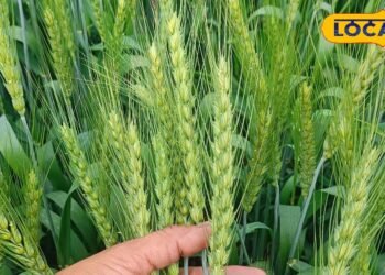 Gehun Ki Kheti: किसानों के लिए वरदान है गेहूं की ये वैरायटी, कम पानी में देती है बंपर पैदावार, बना देगी मालामाल