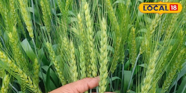 Gehun Ki Kheti: किसानों के लिए वरदान है गेहूं की ये वैरायटी, कम पानी में देती है बंपर पैदावार, बना देगी मालामाल