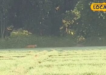 पीलीभीत के खेतों में बाघ! सदमे में किसान, कैसे होगी इस दहशत में गन्ने की कटाई?