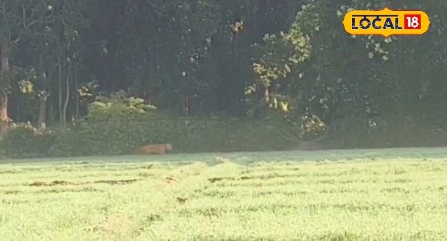 पीलीभीत के खेतों में बाघ! सदमे में किसान, कैसे होगी इस दहशत में गन्ने की कटाई?