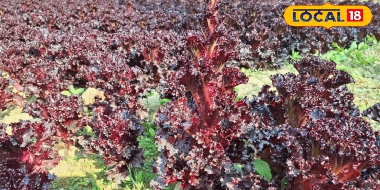 agriculture tips cultivation of lettuce green vegetable top varieties give benefits, किसानों को मालामाल कर देगी ये फसल, 10000 होगा खर्च, 70000 होगा मुनाफा, 45 दिनों में उत्पादन