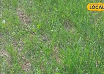 फसल बर्बाद तो नहीं होगी चिंता, 72 घंटे में सूचना पर मिलेगा पूरा बीमा लाभ