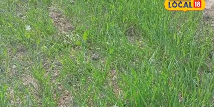 फसल बर्बाद तो नहीं होगी चिंता, 72 घंटे में सूचना पर मिलेगा पूरा बीमा लाभ