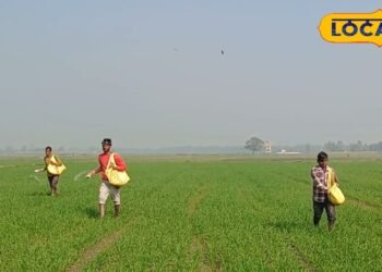 सावधान! यूरिया के छिड़काव के दौरान अगर कर दी ये गलती, जल जाएंगे गेहूं के पौधे