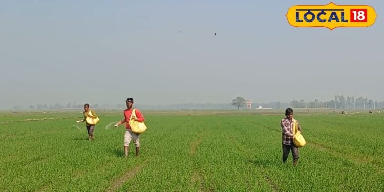 सावधान! यूरिया के छिड़काव के दौरान अगर कर दी ये गलती, जल जाएंगे गेहूं के पौधे
